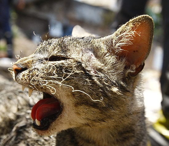 Gato com o bigode queimado durante o incêndio que atingiu um terço da favela do Moinho, na região central de São Paulo 