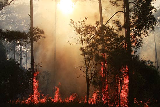 Incêndio queimou 100 hectares (1 km²) de floresta pertencente ao governo do Estado em Batatais (352 km de SP)