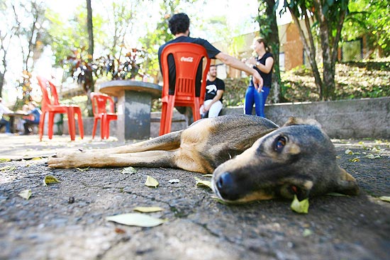 Cachorro em área próxima a uma das cantinas da USP, em Ribeirão Preto, que proibiu a posse de animais