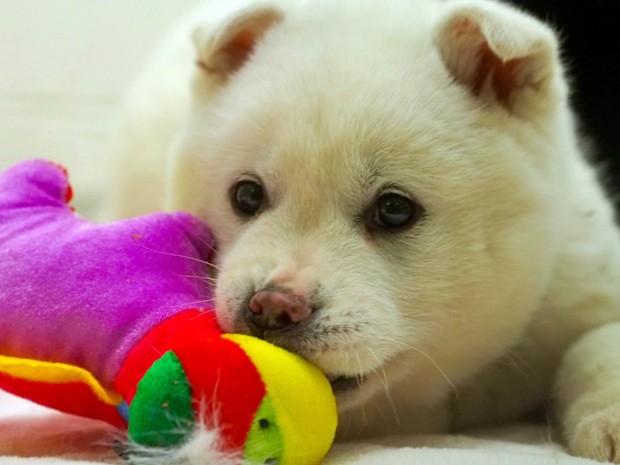  Cachorro chamado Snowball (bola de neve, em inglês), que era criado para consumo humano, foi resgatado na Coreia do Sul e será adotado nos EUA (Foto: AFP Photo/Robert MacPherson)