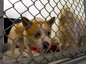  Cachorro recém-chegado da Coréia do Sul é fotografado em abrigo nos EUA AFP (Foto: AFP Photo/Robert MacPherson)