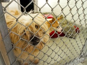 Cachorro sul-coreano que viraria comida tem chance de vida nova nos EUA (Foto: AFP Photo/Robert MacPherson)