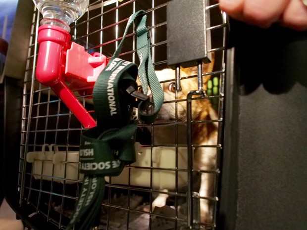 Cachorro resgatado bebe água dentro de gaiola, ao chegar nos EUA nesta segunda-feira (5) (Foto: AFP Photo/Robert MacPherson)