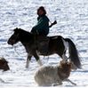 A nomad watches over a herd of sheep and goats in Mongolia. (Yasuhiro Sugimoto)