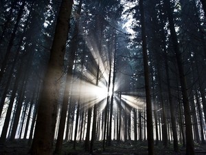 Raios de sol aparecem no começo da manhã em floresta perto de Weilburg, centro da Alemanha. (Foto:  Nicolas Armer/AFP)