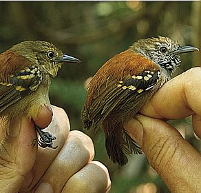 Choquinha-do-rio-roosevelt (Epinecrophylla dentei), achada na região do Rio Aripuanã - Fabio Schunck/Divulgação