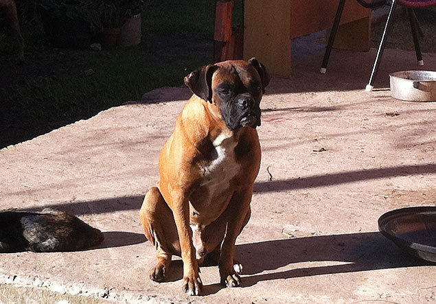 Cão da raça boxer que chegou a ser apontado como o responsável pela morte de sua própria dona foi 'inocentado' pelos familiares