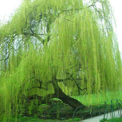 The Bois de Boulogne west of Paris houses many varieties of trees, including the weeping willow.