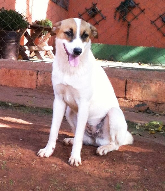 Projeto Segunda Chance vai fazer seu primeiro evento de adoção de cães de 2013 neste domingo (13)