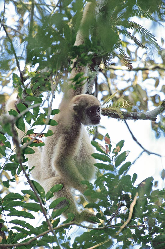 O muriqui-do-norte, o maior primata das Américas, que vive na copa das altas árvores da mata atlântica. 