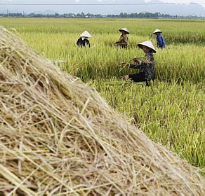 Transição para economia verde deve afetar também países com grande população agrícola como o Vietã - Kham/Reuters