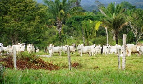 Quatro fazendas participam do experimento de menor impacto ambiental em Apuí. 