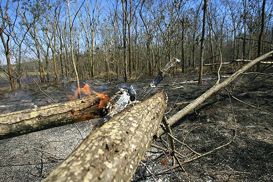 O incêndio, ocorrido em Ribeirão Preto, acabou com 60% do banco genético, que tem um total de 3.375 árvores