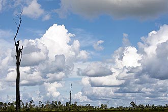 Países amazônicos se unem para fazer medição do desmatamento da floresta